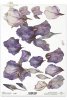 dekoracyjne wzory, motywy kwiatowe, bukiet kwiatów, Ogród Muz, Garden of Muses * Mulberry decoupage paper FPA1005, decorative patterns, floral motifs, bouquet of flowers, Garden of Muses *Seria Garden of Muses